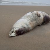 Dode grijze zeehond Noordwijk